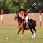 polo 8WEB
