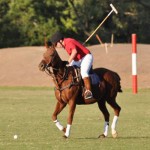 polo 8WEBNEW