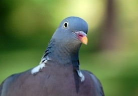 curious_pigeon