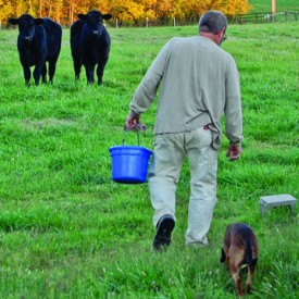 SLIDESHOWcowchow
