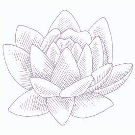 back-to-our-roots-lotus-square