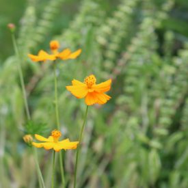 nativeflowers_jacibethel