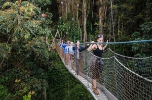 Canopy Walk   